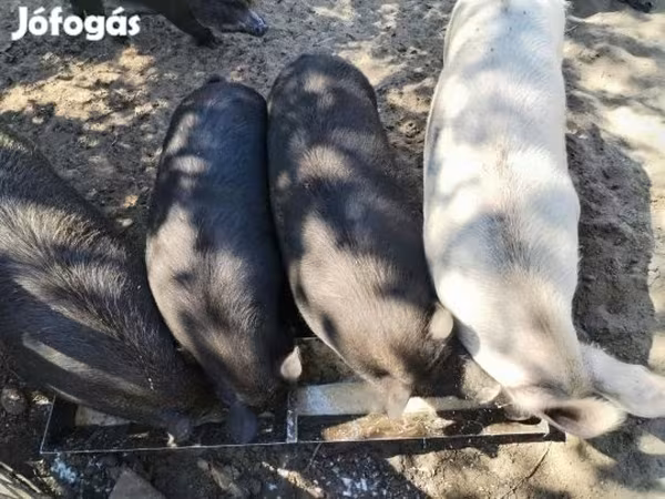 Świnie (partia, płeć nieokreślona), Świnie — Węgry