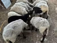 Ovelha, Dorper sheep — foto 5