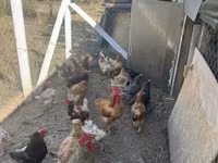 Chickens — fotografija 3