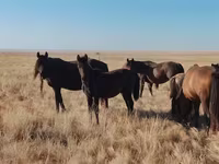 Pastuv, Mugalzhar horse — fotografija 7