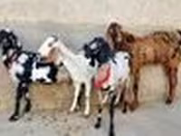 Goat, Goats — photo 5
