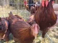 Chickens — الصورة 1
