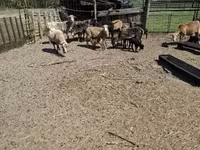 أغنام (دفعة، الجنس غير محدد), Cameroon sheep — الصورة 6