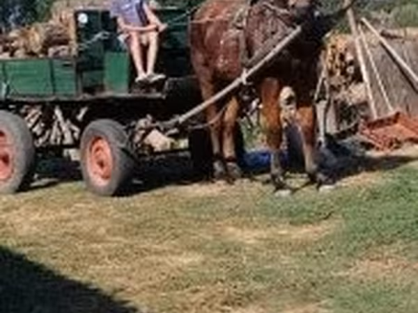Cavalo, Cavalos