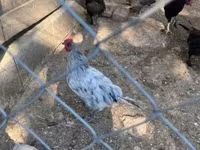 Marans — foto 2