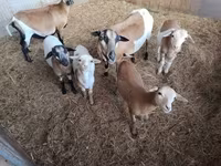 Qoyunlar (partiya, cinsi göstərilməyib), Cameroon sheep — foto 3