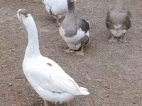 Geese — zdjęcie 2