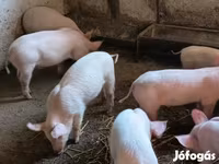 Sow, Pigs — photo 2