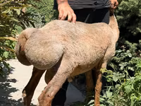 Ovca, Jaidara sheep — fotografija 4