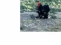 Chickens — الصورة 1