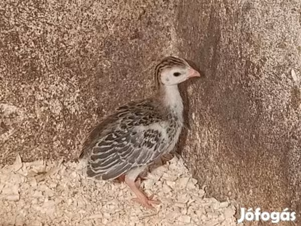 Guinea fowl