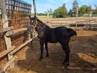Caballo, Caballos — foto 6