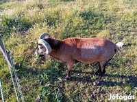 Cabro, Cabras — foto 3