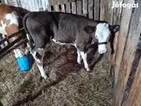 गाय, गोलस्टीन नस्ल — फ़ोटो 2