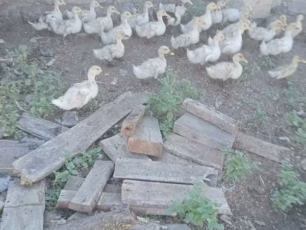 German Pekin