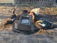 Ducks — Foto 4