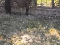 雄馬, Australian Pony — 写真 1