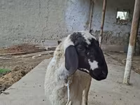 मेढ़ा, Blackheaded Persian sheep — फ़ोटो 3