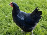 Chickens — zdjęcie 4