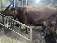 İnək, Swiss cattle — foto 5