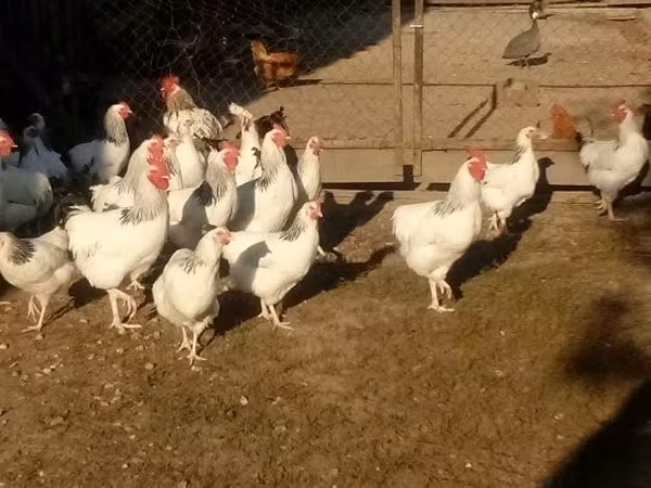 Chickens — Macarıstan