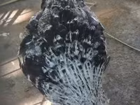 Araucana — photo 2