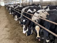 Krava, Yaroslavl cattle — fotografija 1