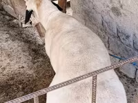 Moutons (lot, sexe non indiqué), Moutons — photo 4