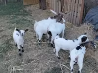 बकरा, Dutch Landrace goats — फ़ोटो 3
