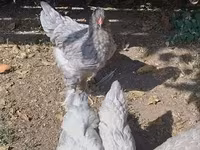 Brahma — photo 2