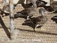 Ducks — foto 1