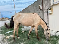 Kobila, Azerbaijan horse — fotografija 1