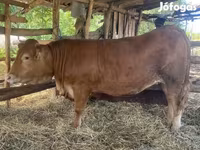Cow, Limousin cow — photo 3