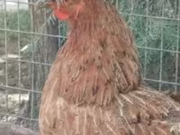 Chickens — الصورة 4