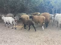 Ovelha, Ovelhas — foto 1