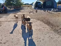 Қой, Cameroon sheep — 2-сурет