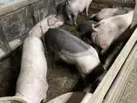 नर सूअर, सूअर — फ़ोटो 1