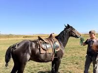 Pastuv, Karachay horse — fotografija 4