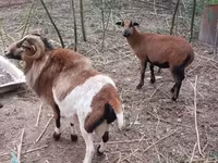Baran, Cameroon sheep — zdjęcie 8