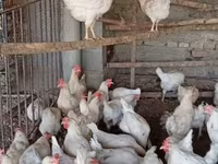 Chickens — photo 4