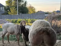 Carneiro, Rhon sheep — foto 2