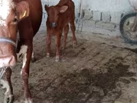 Krowa, Simmental cattle — zdjęcie 3