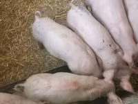 Шошқалар (топ, жынысы көрсетілмеген), Шошқалар — 4-сурет