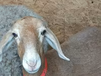 雌羊, Arashan sheep — 写真 1