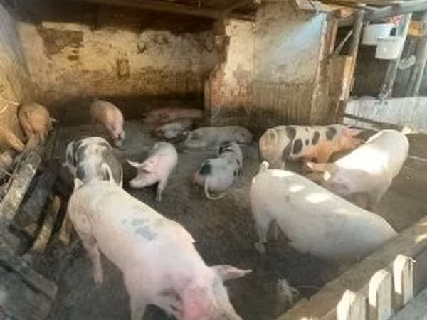 Suínos (lote, sexo não especificado), Porcos — Hungria