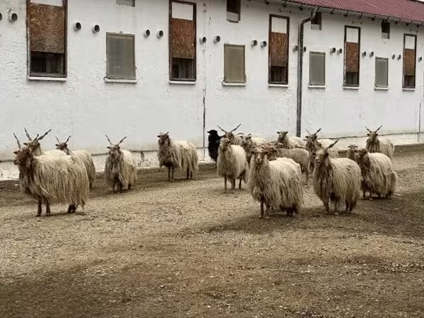 Baran, Baerchuke sheep