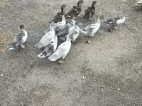 Ducks — fotografija 2