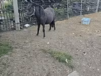 Pastuv, Коњи — fotografija 2