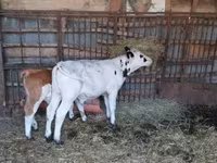 公牛, Holstein breed — 照片 1
