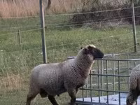 Schafe (Partie, Geschlecht nicht angegeben), White Suffolk sheep — Foto 1